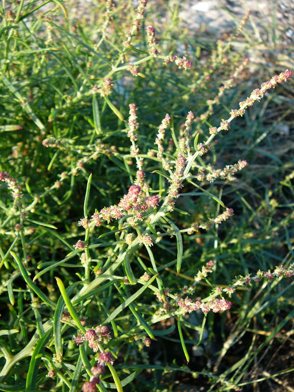 Strandmelde (Atriplex cf. litoralis) Urlaub 2010 6.8.Fehmarn Ort u. Wallau, Ostseekueste 106