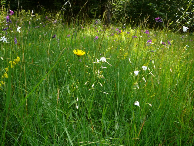 Sumpf-Gladiole Gladiolus palustris Urlaub 2011 7.7.Koenigsbrunner Heide bei Augsburg 015