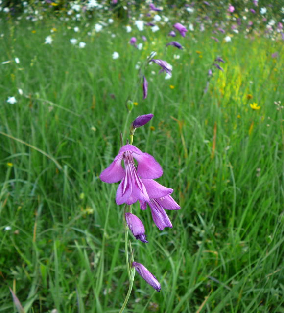 Sumpf-Gladiole Gladiolus palustris Urlaub 2011 7.7.Koenigsbrunner Heide bei Augsburg 056