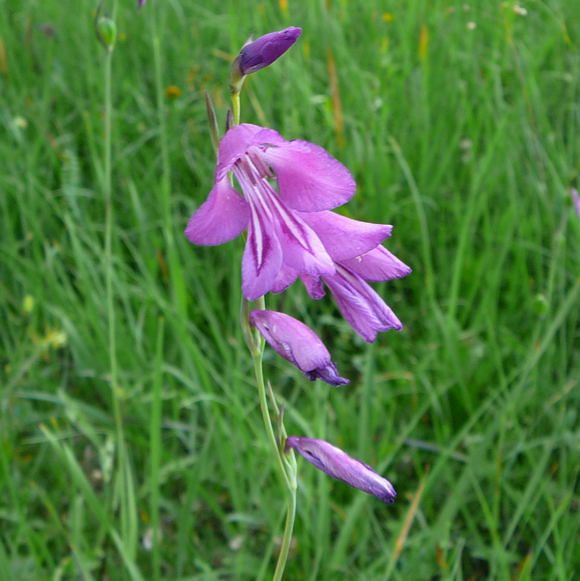 Sumpf-Gladiole Gladiolus palustris Urlaub 2011 7.7.Koenigsbrunner Heide bei Augsburg 057