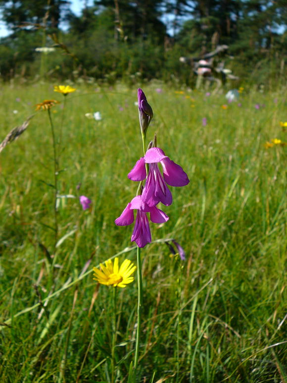 Sumpf-Gladiole Gladiolus palustris Urlaub 2011 7.7.Koenigsbrunner Heide bei Augsburg 074