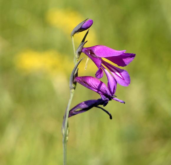 Sumpf-Gladiole Gladiolus palustris Urlaub 2011 7.7.Koenigsbrunner Heide bei Augsburg NIKON 001