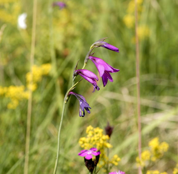 Sumpf-Gladiole Gladiolus palustris Urlaub 2011 7.7.Koenigsbrunner Heide bei Augsburg NIKON 002