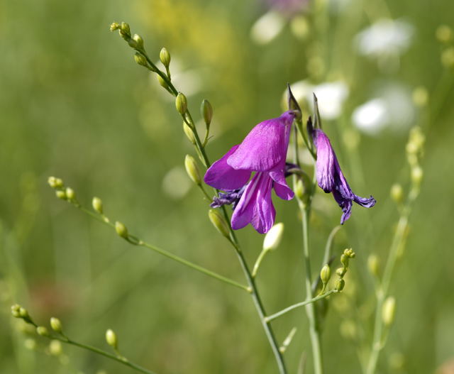 Sumpf-Gladiole Gladiolus palustris Urlaub 2011 7.7.Koenigsbrunner Heide bei Augsburg NIKON 003