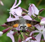 Taubenschwnzchen - Macroglossum stellatarum kl.