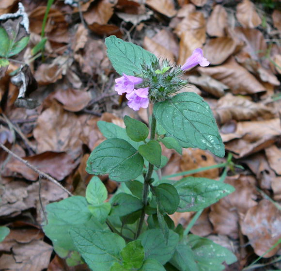 Wald-Bergminze Calamintha menthifolia Sep 2009 Htt. Garten u. Viernheimer Wald 021
