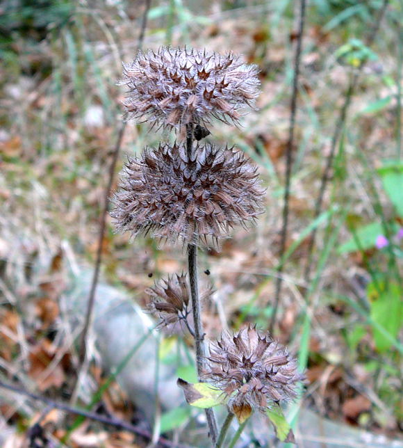 Wald-Bergminze Calamintha menthifolia Sep 2009 Htt. Garten u. Viernheimer Wald 028