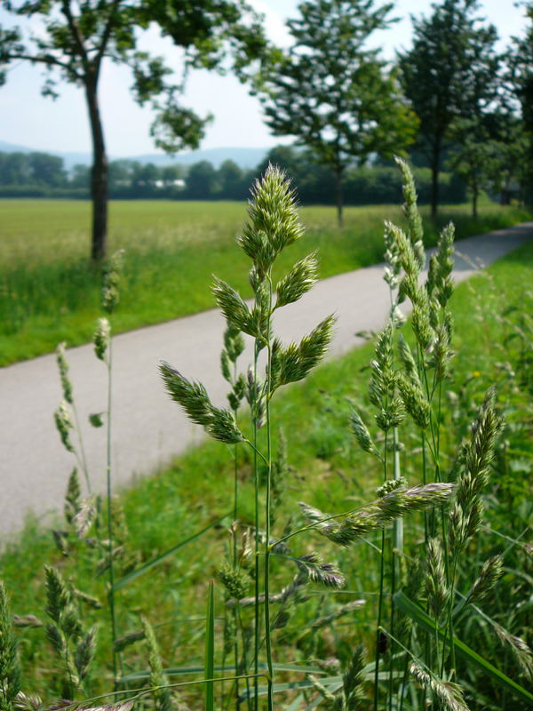 Wiesen-Knäuelgras Dactylis glomerata Mai 2010 Hemsbach Graben Wiese Storch, Blumen u. Insekten 042
