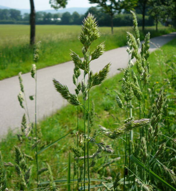 Wiesen-Knäuelgras Dactylis glomerata Mai 2010 Hemsbach Graben Wiese Storch, Blumen u. Insekten 042a