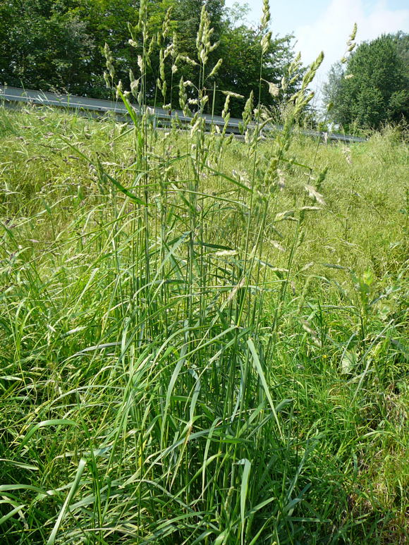 Wiesen-Knäuelgras  Dactylis glomerata Mai 2010 Hemsbach Graben Wiese Storch, Blumen u. Insekten 040