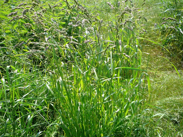 Wiesen-Knäuelgras  Dactylis glomerata Mai 2010 Hemsbach Graben Wiese Storch, Blumen u. Insekten 043