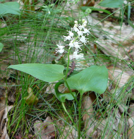 Zweiblttrige Schattenblume (Maianthemum bifolium) Mai 09 Htt Mlldepnie u.Viernheimer Wald Pana 011