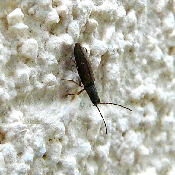 Zweifarbiger Laubschnellkfer Athous bicolor Juni 2011 Huettenfeld Insekten + Mannheim Firmenparkplatz 004