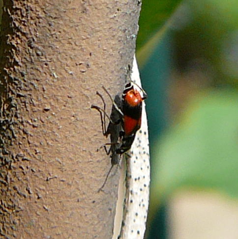 Zweifleckiger Warzenkäfer Anthocomus bipunctatus. Mai 2010 Huett Blumen Insekten 008 Zweifleckiger Warzenkäfer Anthocomus bipunctatus. Mai 2010 Huett Blumen Insekten 008