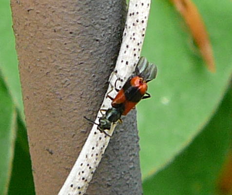 Zweifleckiger Warzenkäfer Anthocomus bipunctatus. Mai 2010 Huett Blumen Insekten 011 Zweifleckiger Warzenkäfer Anthocomus bipunctatus. Mai 2010 Huett Blumen Insekten 011