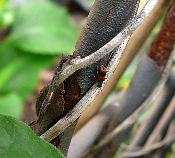 Zweifleckiger Warzenkäfer Anthocomus bipunctatus.r Mai 2010 Huett Blumen Insekten 005 Zweifleckiger Warzenkäfer Anthocomus bipunctatus.r Mai 2010 Huett Blumen Insekten 005