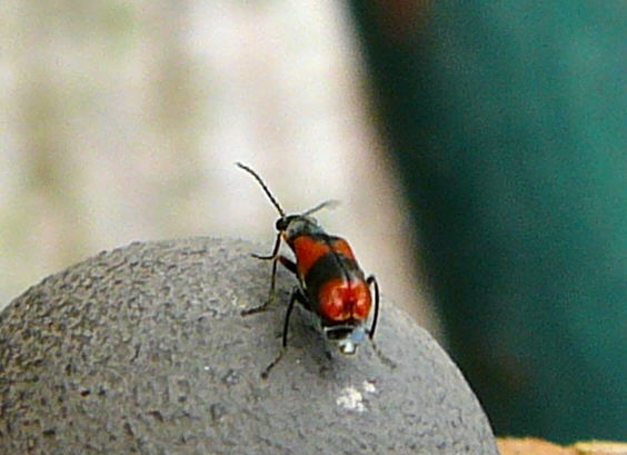 Zweifleckiger Warzenkfer Anthocomus bipunctatus.r Mai 2010 Huett Blumen Insekten 014