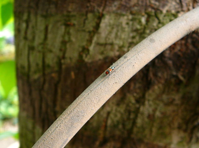 Zweifleckiger Warzenkfer Anthocomus bipunctatus.r Mai 2010 Huett Blumen Insekten 015