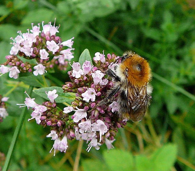 Ackerhummel (Bombus pascuorum)  Juli 09 Bienen Huettenfeld 053