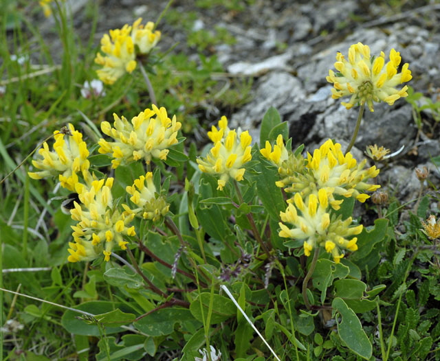 Alpen-Wundklee (Anthyllis vulneraria ssp. alpestris) 9.7.2011 Allgäu Alpen Fellhorn NIKON 068