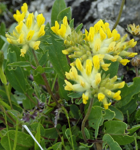 Alpen-Wundklee (Anthyllis vulneraria ssp. alpestris) Allgäu Alpen Fellhorn NIKON 068a