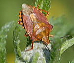 Baumwanze 1 Carpocoris spec. kl.1