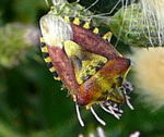 Baumwanze 2 Carpocoris spec. kl.