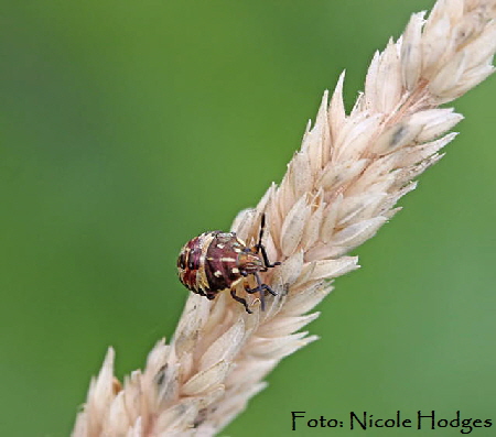 Baumwanze 3 Larve v. Carpocoris spec.-BrachackerHttenfeldbeiKreisel-21.06.09-2-N