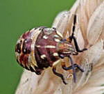 Baumwanze 3 Larve v. Carpocoris spec. kl.1