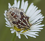 Baumwanze 4 Carpocoris spec. Larve kl.