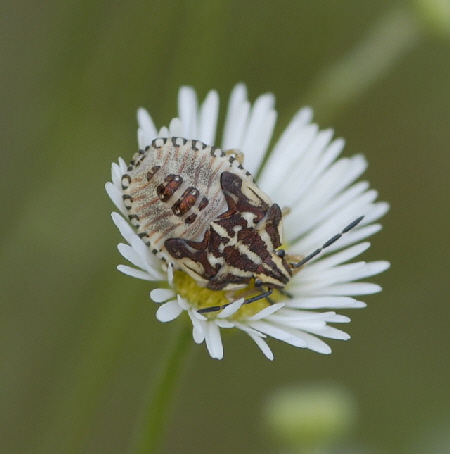 Baumwanze 4 Carpocoris spec. Larve Juli 2012 FFH Wald Insekten 133
