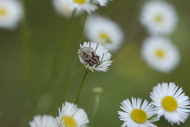 Baumwanze 4 Carpocoris spec. Larve Juli 2012 FFH Wald Insekten 132