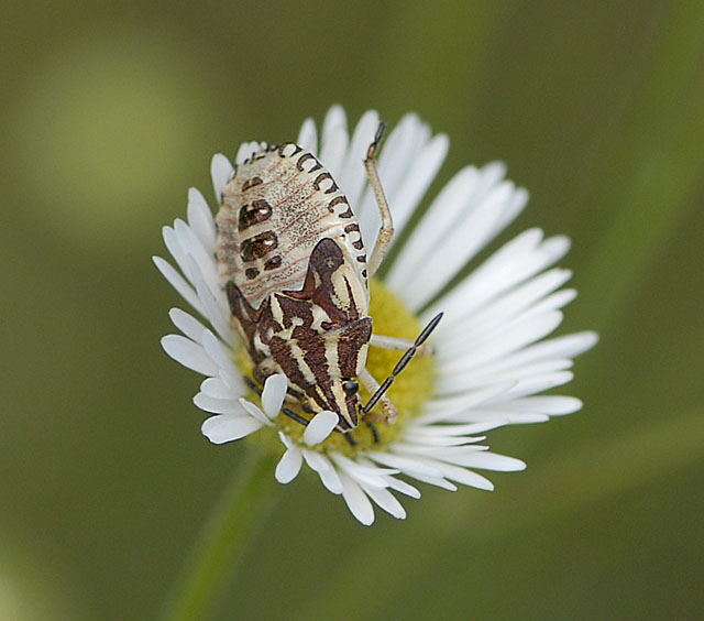 Baumwanze 4 Carpocoris spec. Larve Juli 2012 FFH Wald Insekten 131