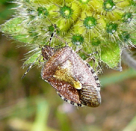 Beerenwanze, Dolycoris baccarum 18.8.08_Pruchten_Dar_Weststrand 009a