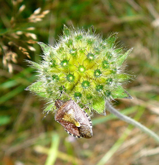 Beerenwanze, Dolycoris baccarum 18.8.08_Pruchten_Dar_Weststrand 009