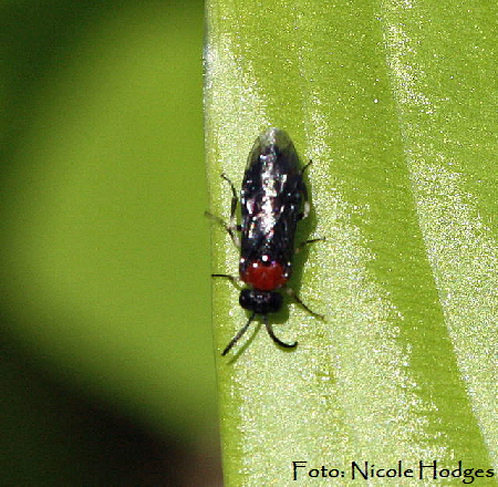 Blattwespe 5 (Eutomostethus ephippium)-April09-Garten-1a_N