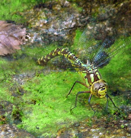 Blaugrne Mosaikjungfer Aeshna cyanea Okt 2008 Huett Libelle & Herbstwald 009