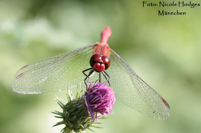 Blutrote Heidelibelle (Sympetrum sanguineum) Mnnchen-NheMlldeponie-Waldrand-1_August09.filtered_N