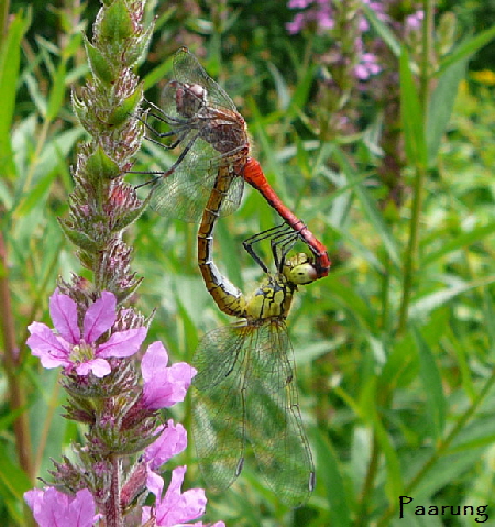 Blutrote Heidelibelle (Sympetrum sanguineum Juli 2010 Insekten Viernheimer Wald 145 Garten