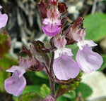 Breitblättriger Edel-Gamander (Teucrium chamaedrys ssp. chamaedrys) 1 kl. Breitblättriger Edel-Gamander (Teucrium chamaedrys ssp. chamaedrys) 1 kl.