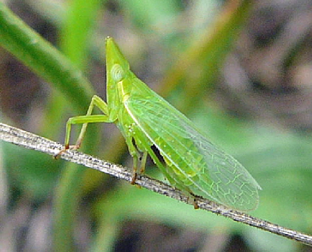 Europischer Laternentrger - Dictyophara europaea Juli 2010 Insekten Garten u. Huett hinter Friedhof 076
