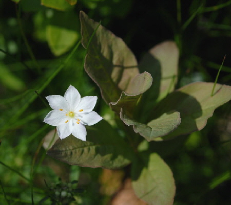 Europäischer Siebenstern (Trientalis europaea Juni 09 Hoher Vogelsberg... Hochmoor 277