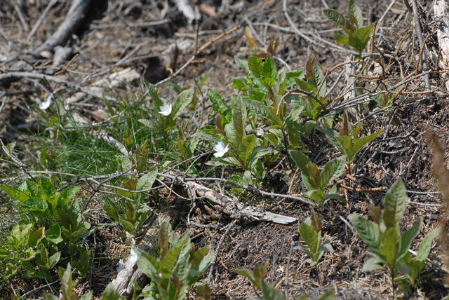 Europäischer Siebenstern (Trientalis europaea Juni 09 Hoher Vogelsberg... Hochmoor 278