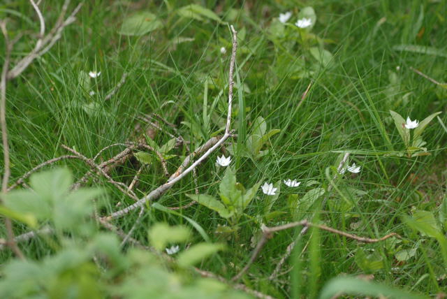 Europäischer Siebenstern (Trientalis europaea Juni 09 Hoher Vogelsberg... Hochmoor 328