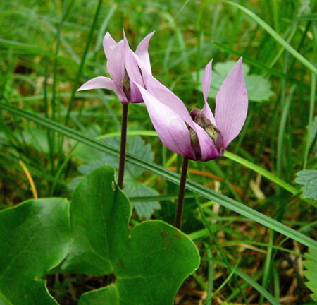 Europäisches Alpenveilchen (Cyclamen purpurascens) 2011-07-14 Bad Reichenhall, Weissbach u. Jochberg 081
