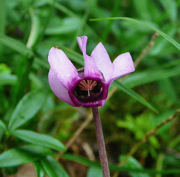 Europäisches Alpenveilchen (Cyclamen purpurascens) 2011-07-14 Bad Reichenhall, Weissbach u. Jochberg 078