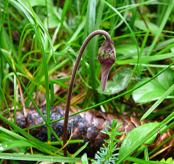 Europäisches Alpenveilchen (Cyclamen purpurascens) 2011-07-14 Bad Reichenhall, Weissbach u. Jochberg 083