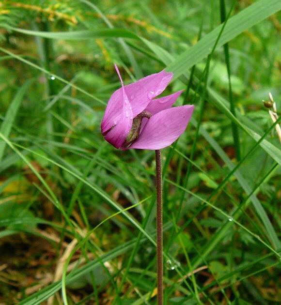 Europäisches Alpenveilchen (Cyclamen purpurascens) 2011-07-14 Bad Reichenhall, Weissbach u. Jochberg 079
