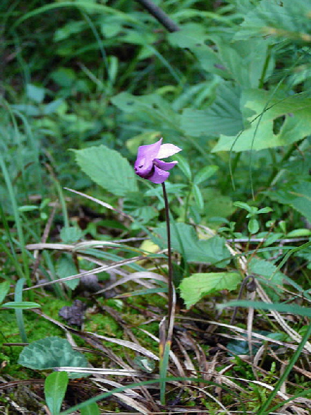 Europäisches Alpenveilchen (Cyclamen purpurascens) 2011-07-14 Bad Reichenhall, Weissbach u. Jochberg 074
