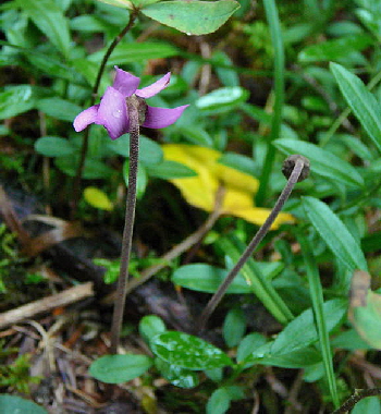 Europäisches Alpenveilchen (Cyclamen purpurascens) 2011-07-14 Bad Reichenhall, Weissbach u. Jochberg 076